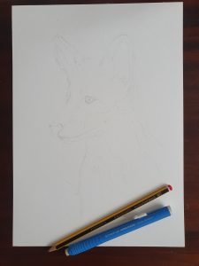 First Step in Coffee Painting. Outline of fox drawing in pencil.