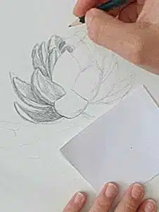 rough lotus flower drawing