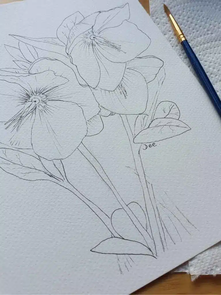 Pen drawing of a hellebore flower