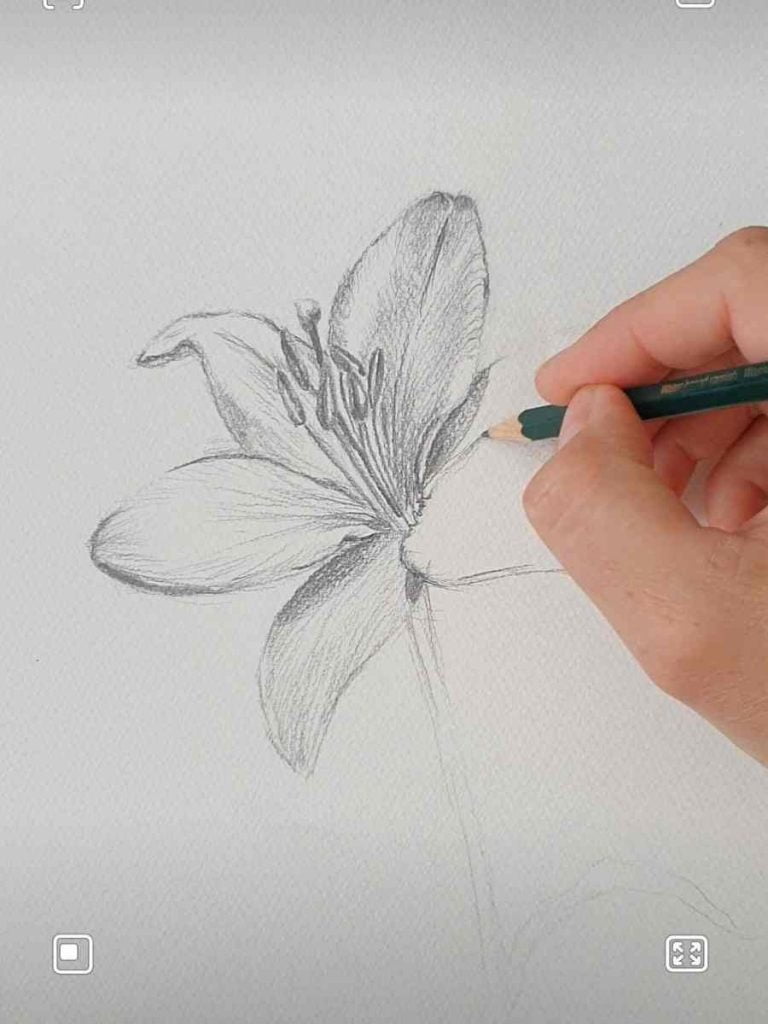 a hand shading a pencil drawing of a tiger lily