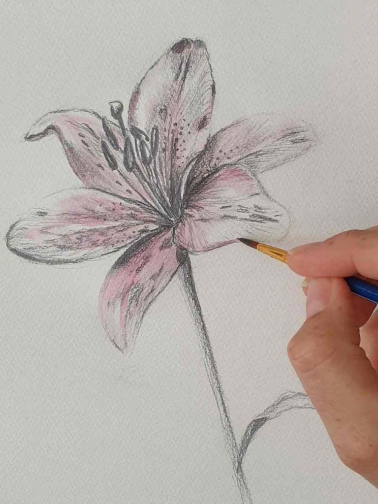 lily flower drawing with a watercolor wash