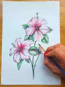 a hand painting washes of pink watercolor onto the petals of a hibiscus flower drawing
