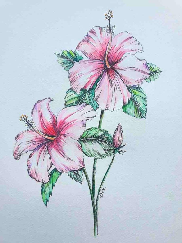 a hibiscus flower drawing done in pen and watercolor paint