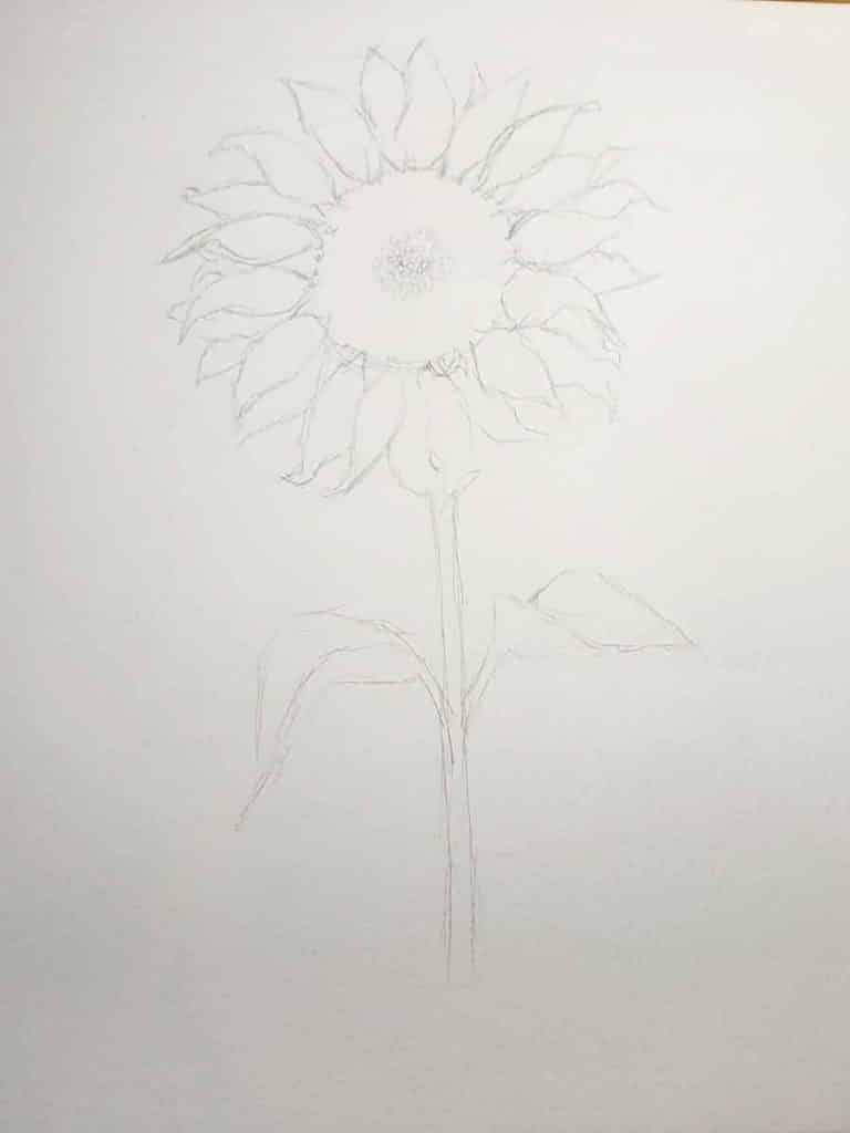 defined sunflower pencil drawing