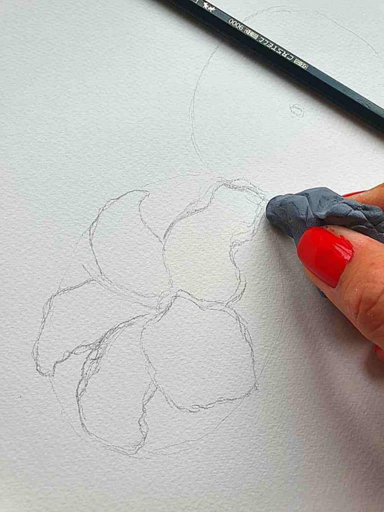 pencil drawing of the start of a hibiscus flower drawing