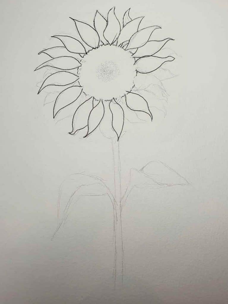 sunflower pencil drawing with some pen lines