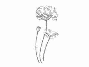 pen line drawing of 3 poppies
