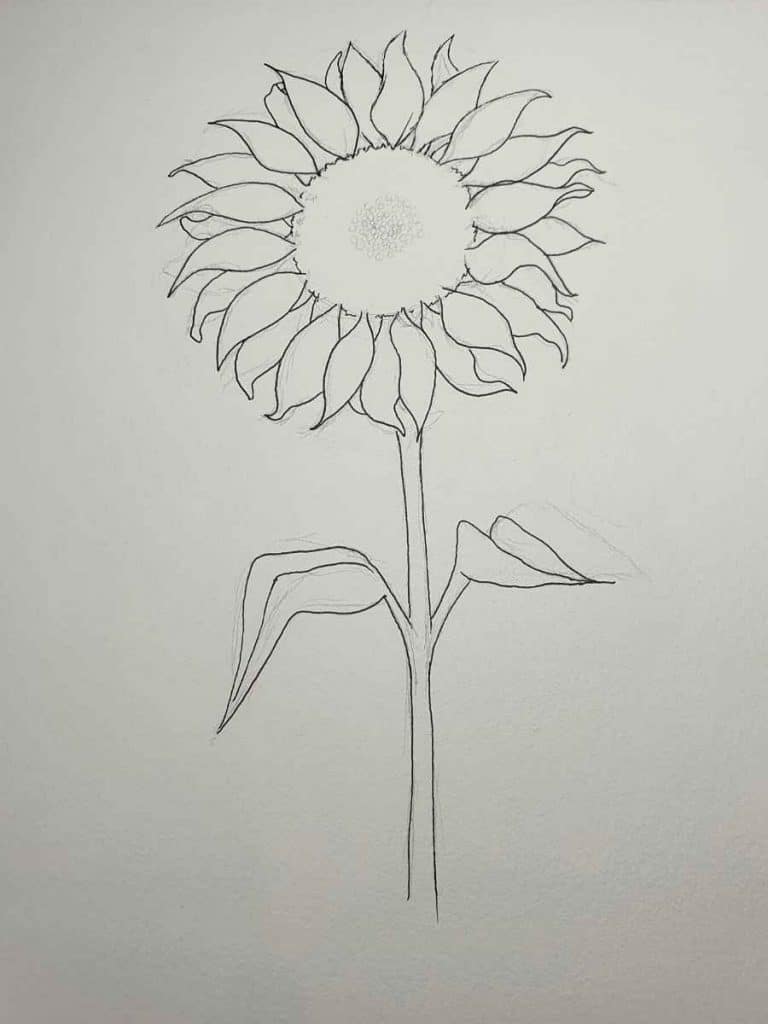 sunflower pen drawing 