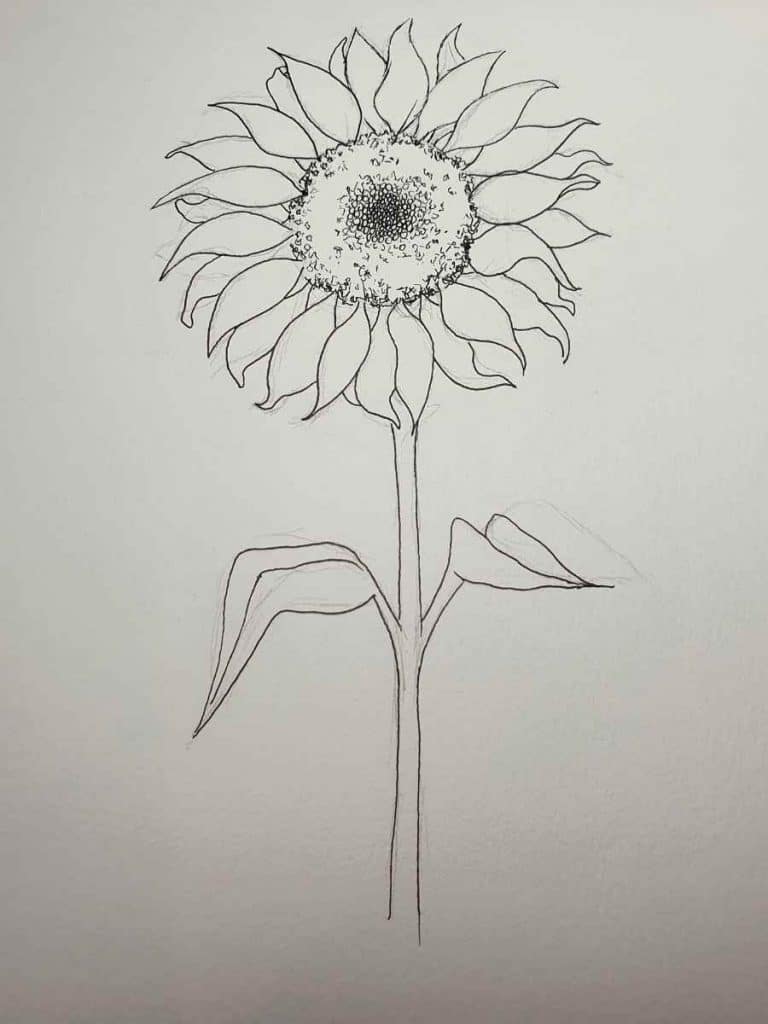 sunflower pen drawing