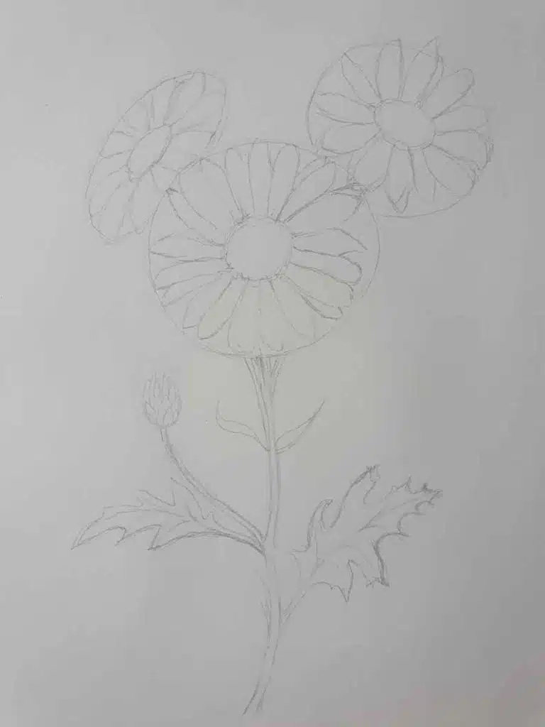 Daisy Flower Drawing in pencil