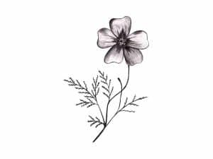 a pencil drawing of a periwinkle flower