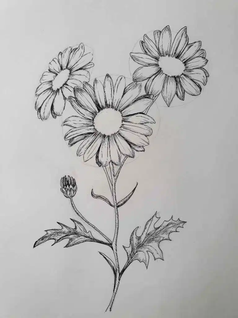 Daisy Flower Drawing in pencil and pen