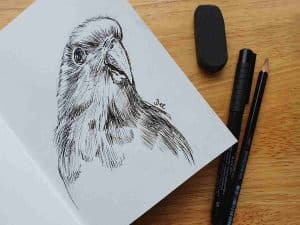 pen drawing of a parrots head