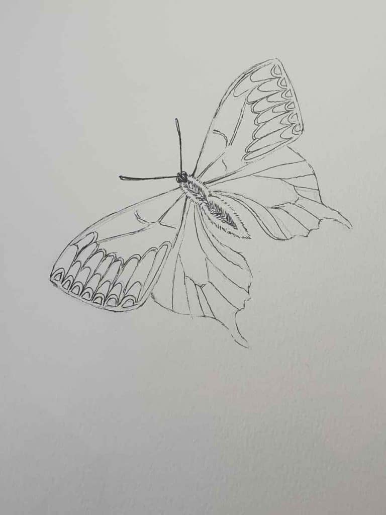 drawing of the outline of a butterfly in pen