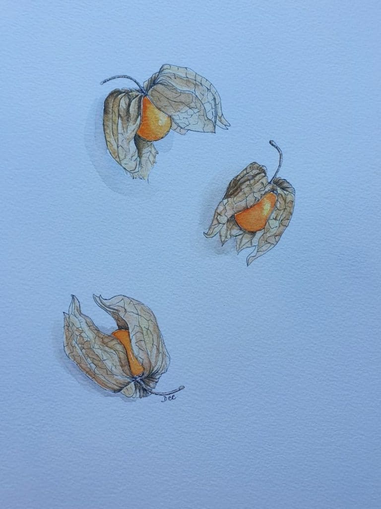 Gooseberry watercolor and pen painting with subtle shadow