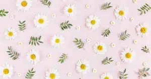5 Free Daisy Templates: Beautiful Printables for your Creative Project!
