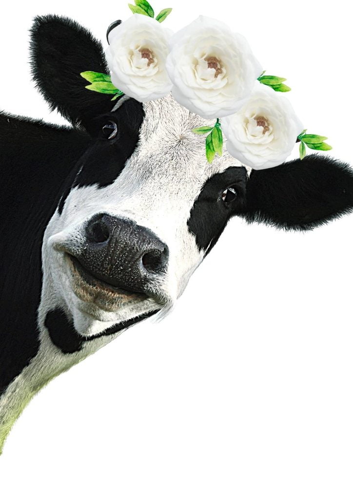 A black and white cow peeking around the corner with a white rose flower crown