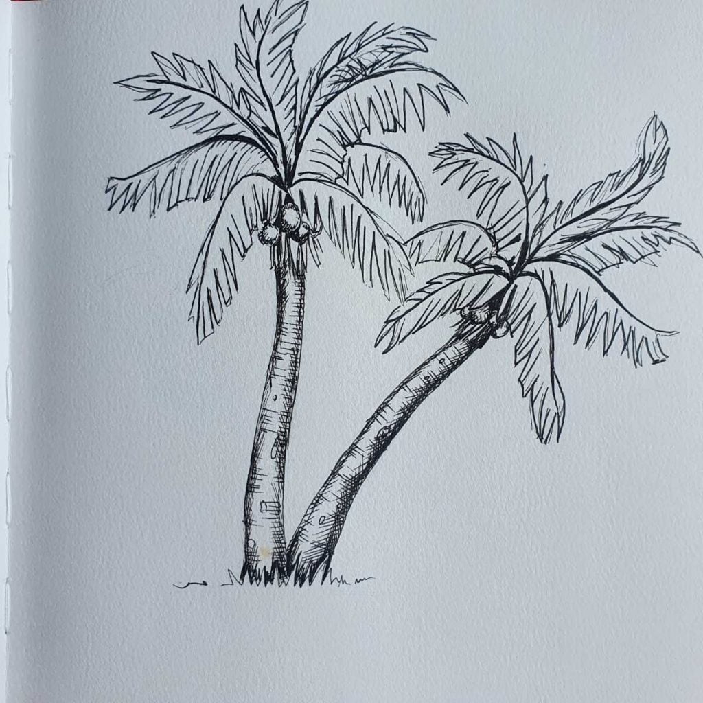 Palm Tree Drawing in Pen