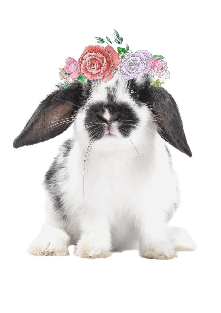 Black and White bunny with a flower crown