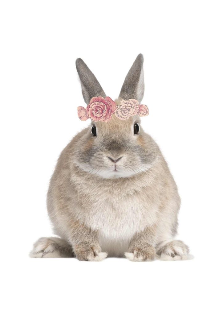 bunny with a rose flower crown on a white background