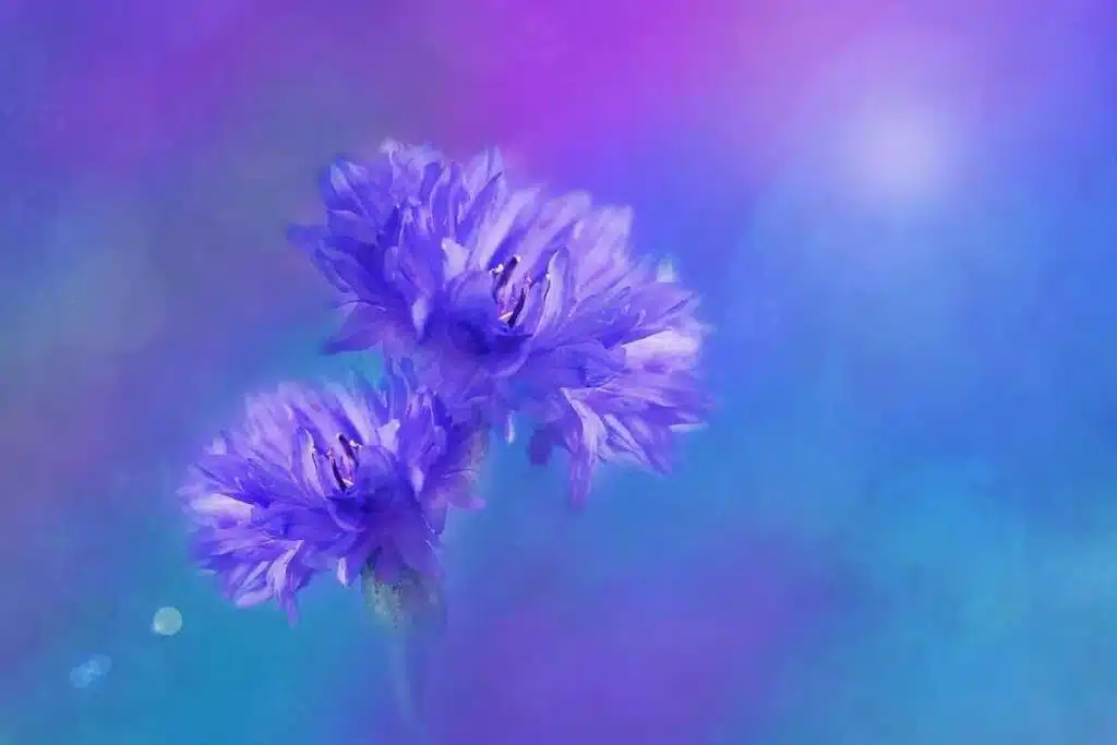 digital painting of two purple flowers