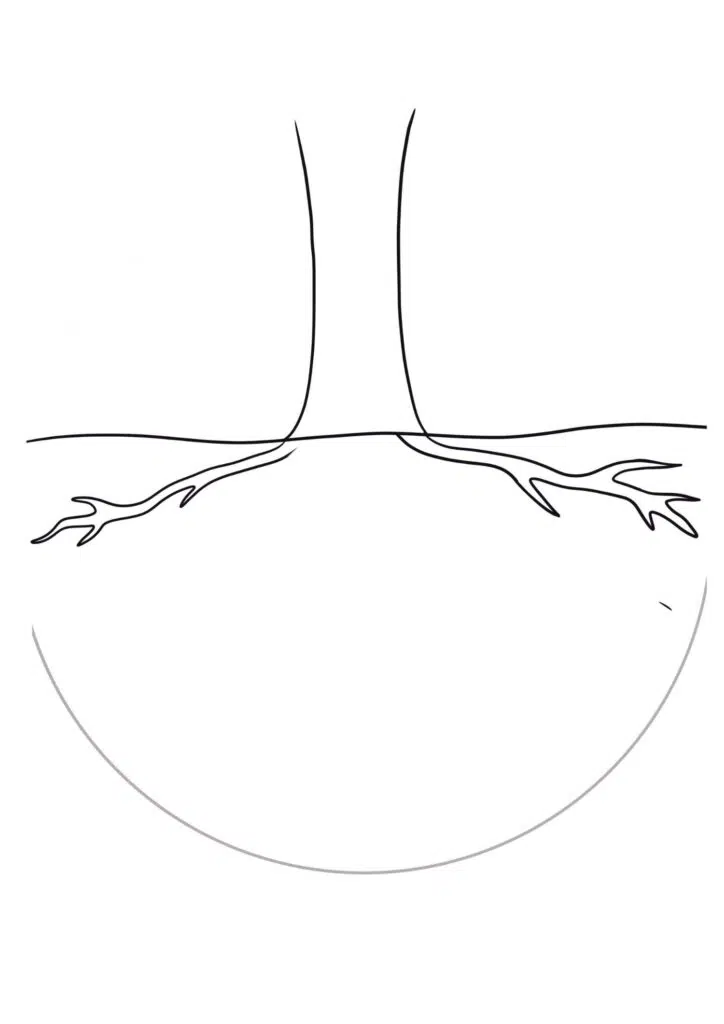 step 3 draw tree roots