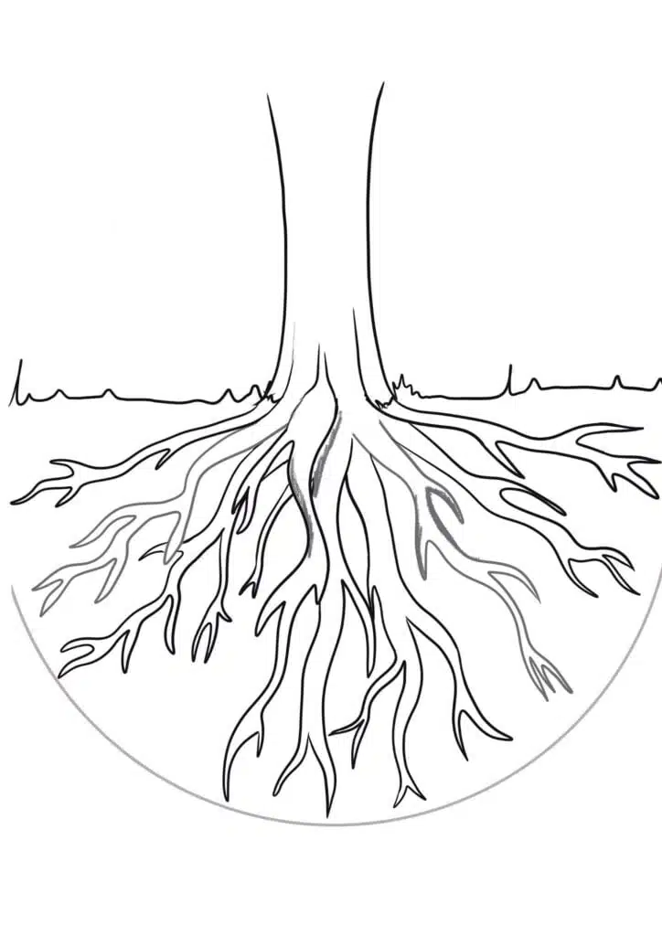 step 5 draw tree roots