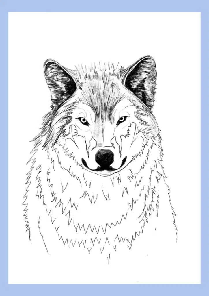 wolf drawing step 16