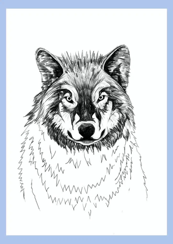 wolf drawing step 19