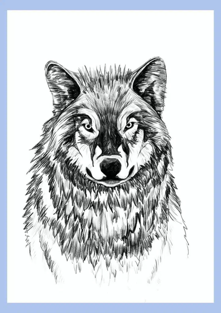 final wolf drawing
