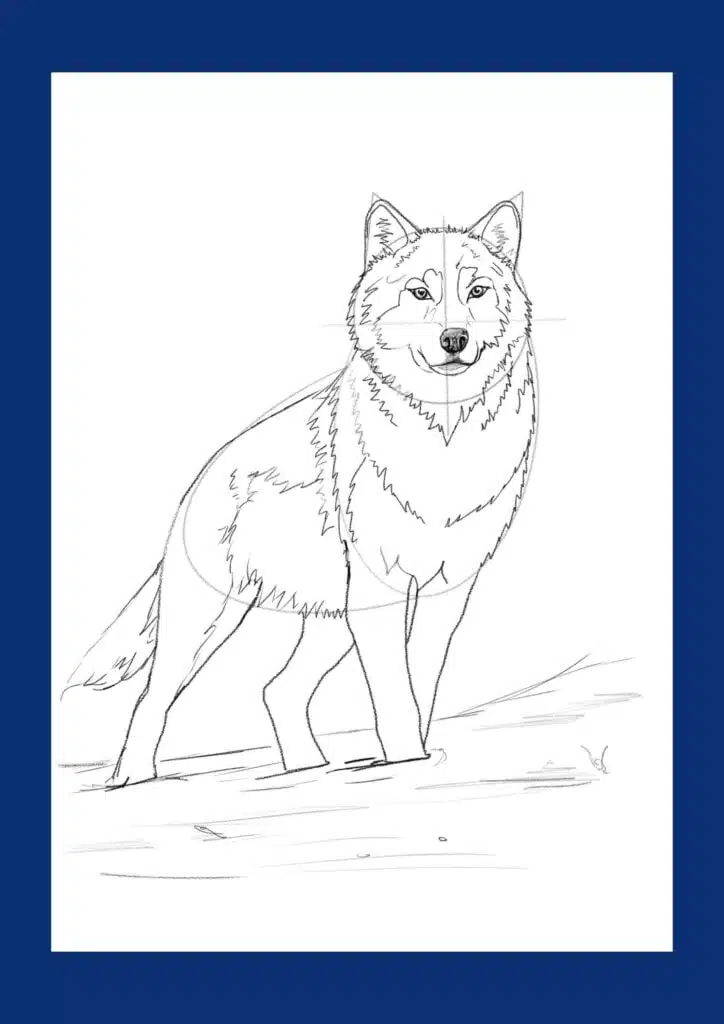 wolf body drawing